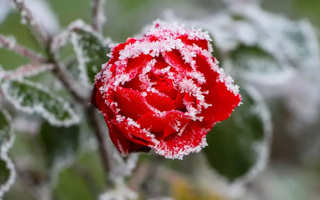 Snow in Hawai‘i?