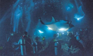 A fascinating night snorkeling tour with manta rays. Experience swimming alongside the peaceful giants of Hawaii. Experience the beauty of Manta Rays up close on tours - it's an unforgettable life adventure. 