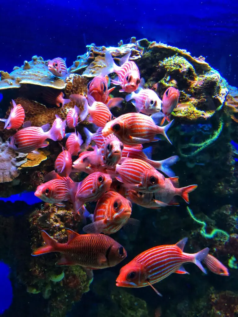 The Maui Ocean Center, situated in Maalaea, Hawaii on Maui Island, is recognized as one of the top aquariums in the United States. Established by Coral World International on March 13, 1998, the 3-acre facility is the biggest living tropical reef aquarium in the Western Hemisphere. 