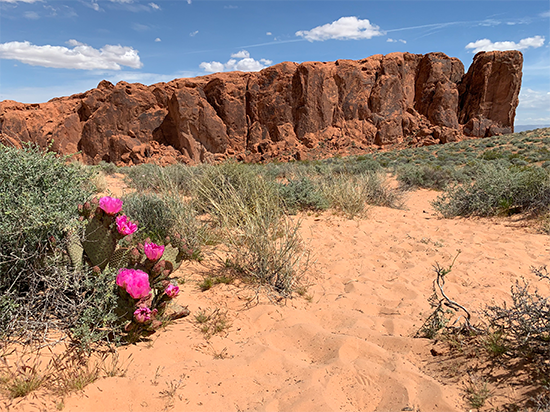 Valley of Fire State Park is situated in the Mojave Desert and features 46,000 acres of red Aztec sandstone that was created by moving sand dunes 150 million years ago. 