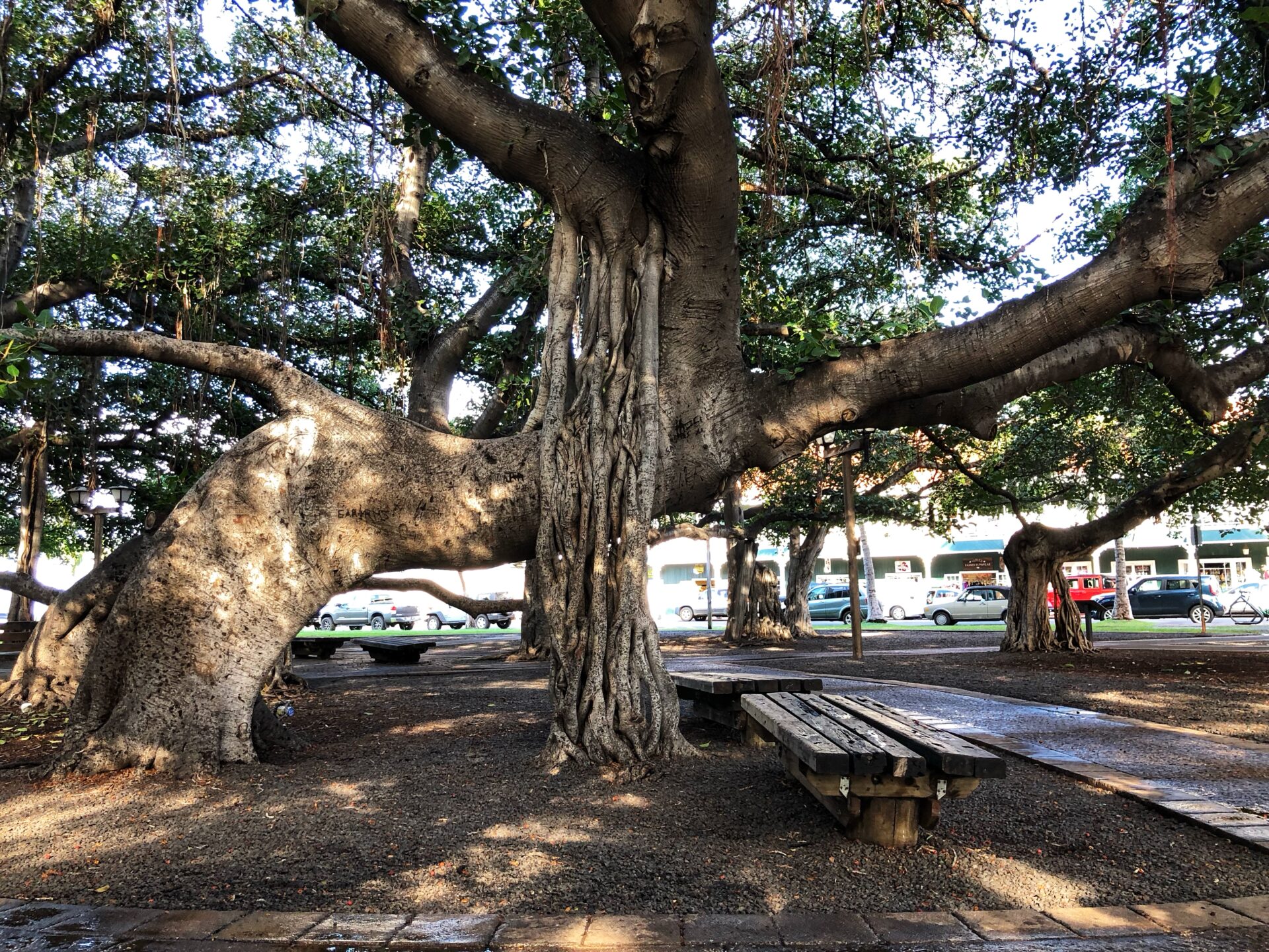 The Lahaina Banyan Tree - Revealed Travel Guides