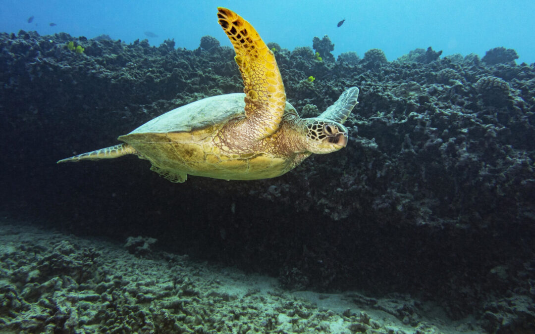 Hawaiian Diving Adventures: Coral Reef Dive