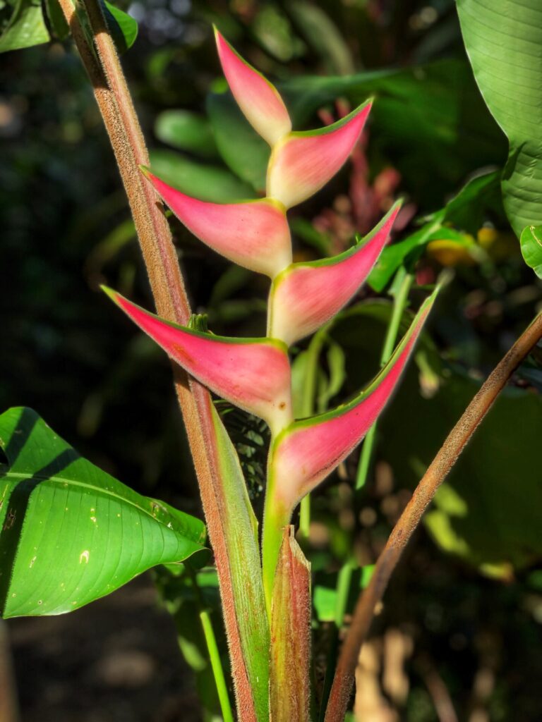 tropical flower heliconia