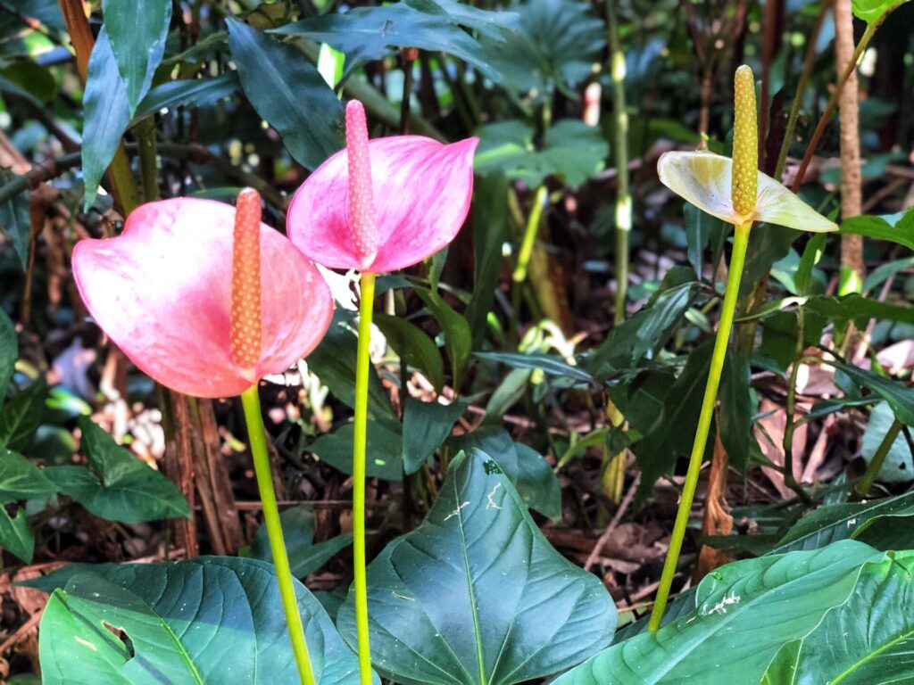 anthurium tropical flower