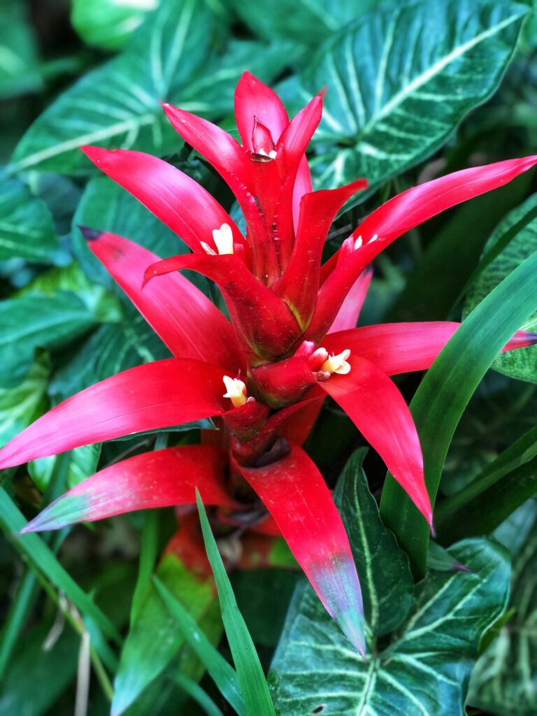 tropical flower red Hawaii ginger