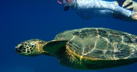 Maui Kayaks: Turtle Town Eco Adventure