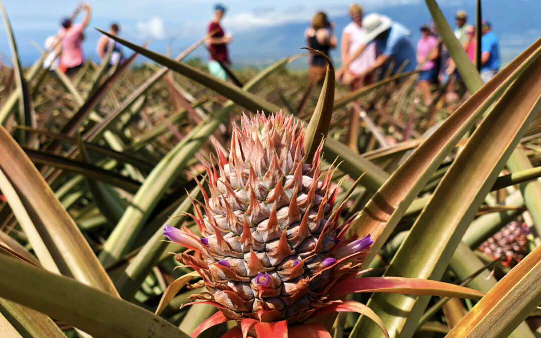 Maui Pineapple Tour