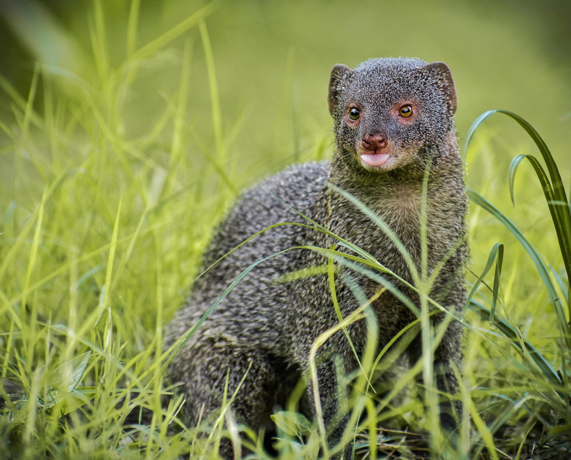 surreptitious lil guy sneakin round