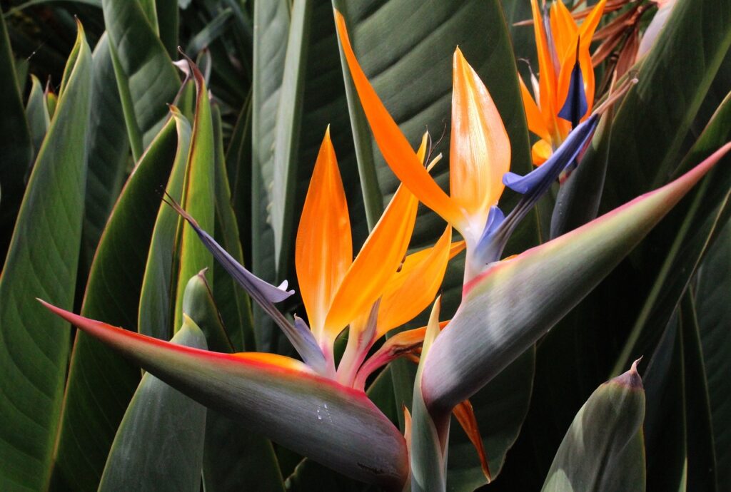 A bird of paradise flower