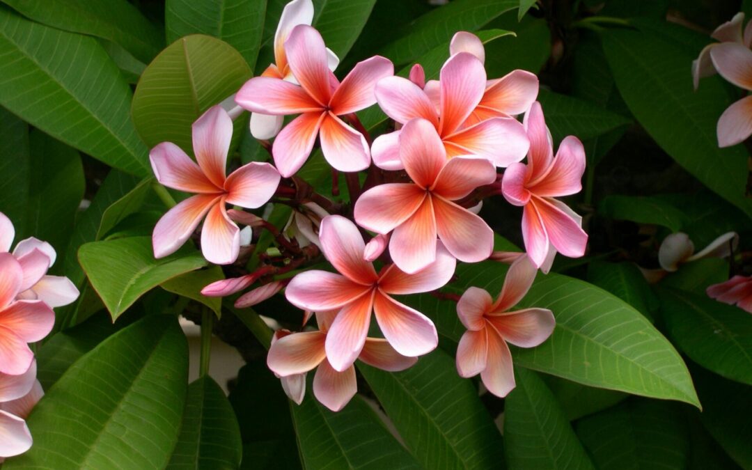 The Types of Flowers You’ll Find in Hawaii