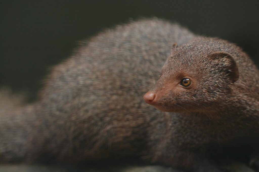 hawaiian mongoose lookin all cute n stuff