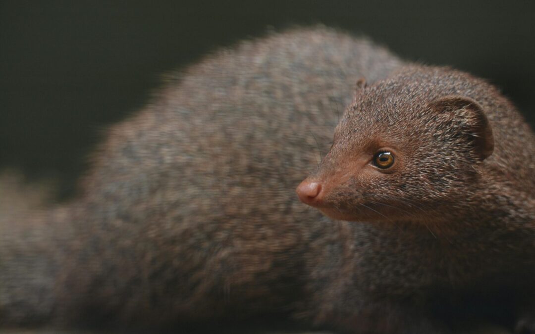 The Story of the Hawaiian Mongoose