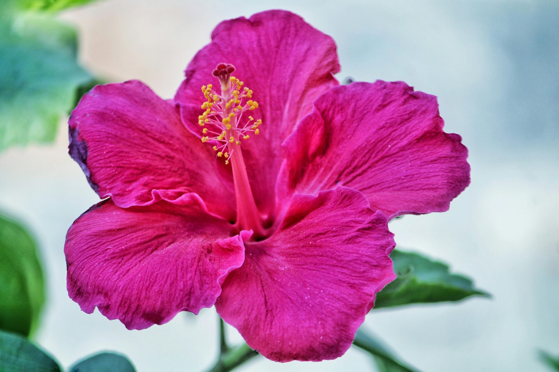 Hawaii hibiscus flower