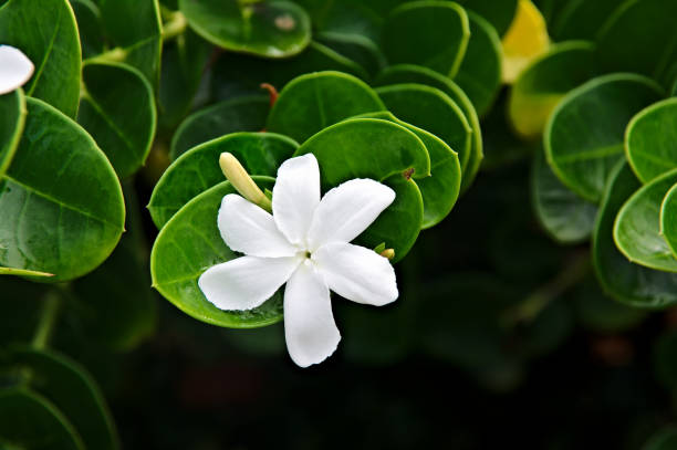 a beautiful pikake flower