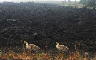 All About the Hawaiian Nene