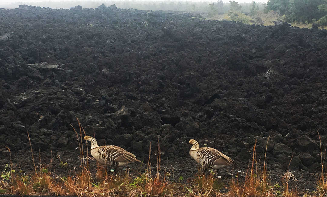 All About the Hawaiian Nene