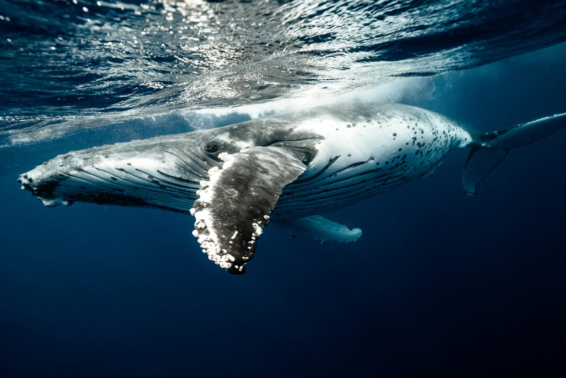 humpback whale in water