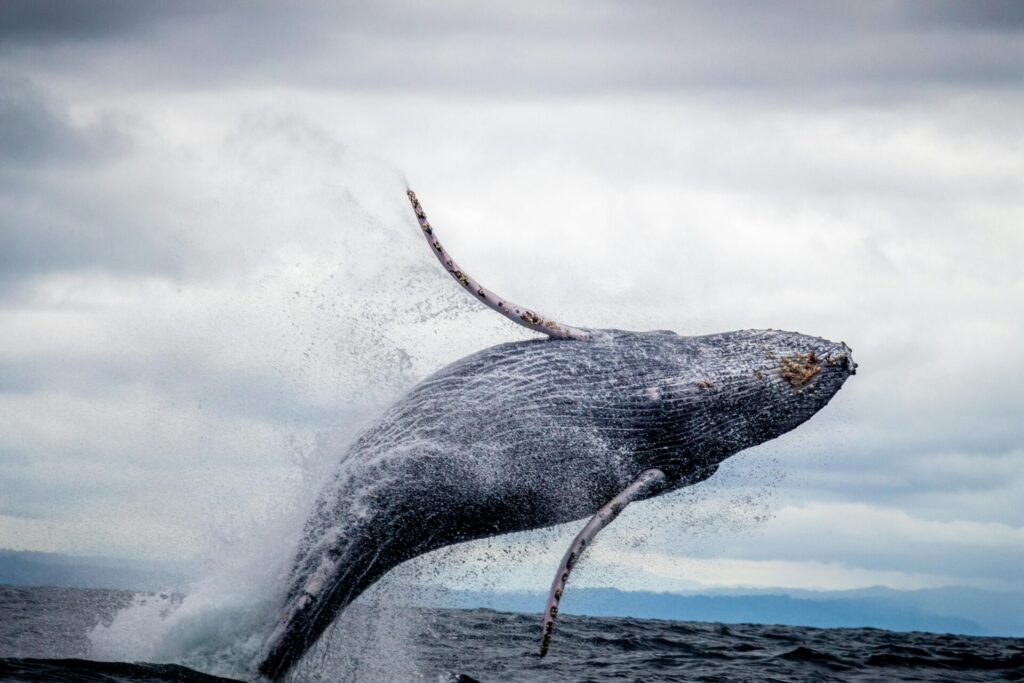 a humpback whale jumping out of the water