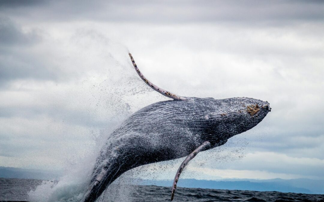 The Epic Journey of Humpback Whales: From Alaska to Hawaii