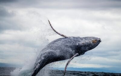 The Epic Journey of Humpback Whales: From Alaska to Hawaii