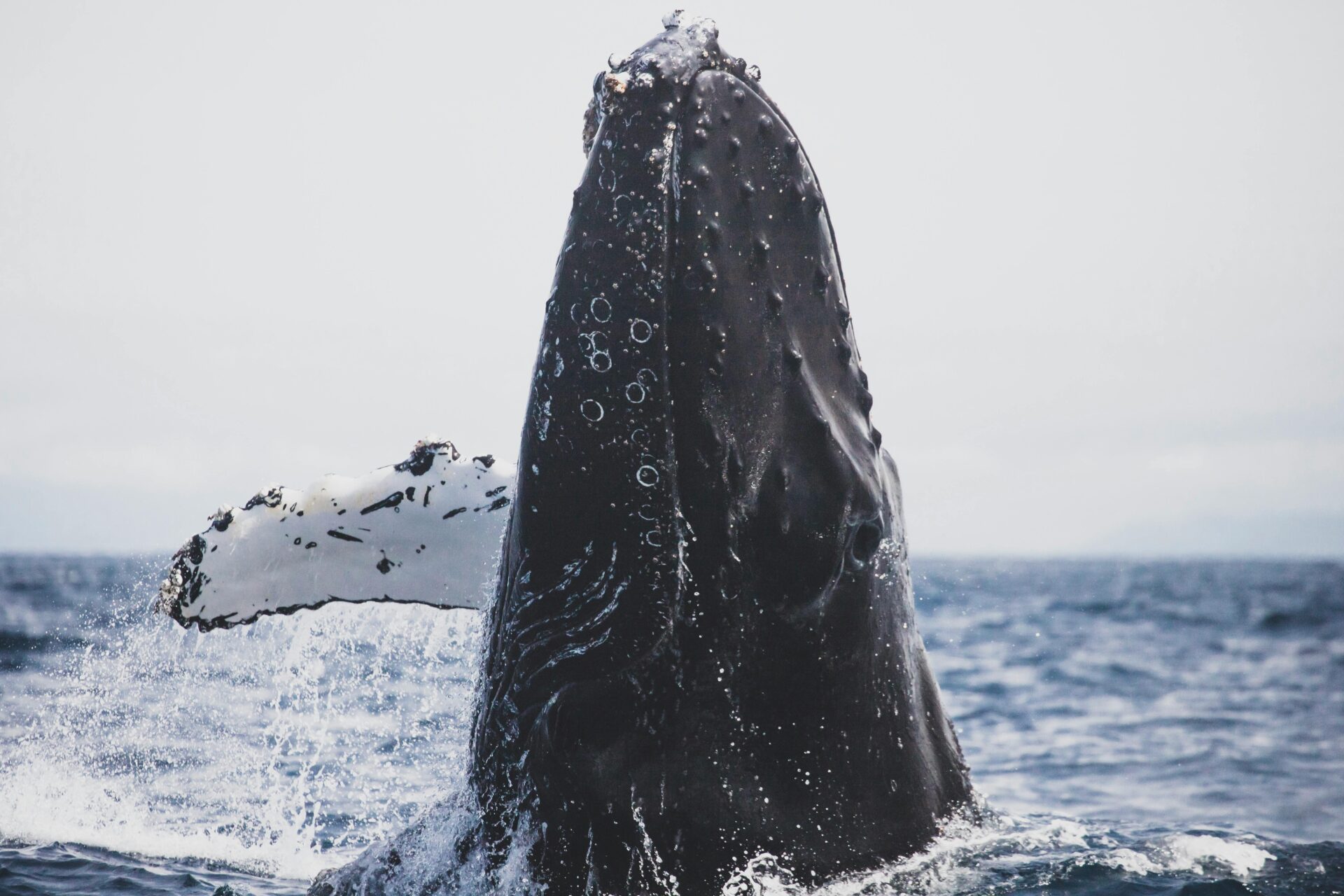 humpback whale breaking the water surface