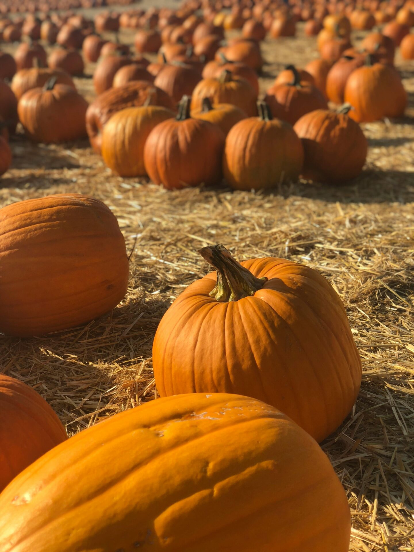 pumpkins