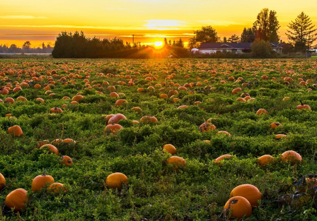 pumpkin patch on the big island