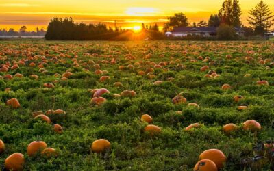 Halloween on the Big Island: Spooky and Fun Island Adventures