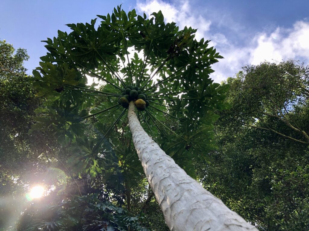 Artistic shot of papaya tree