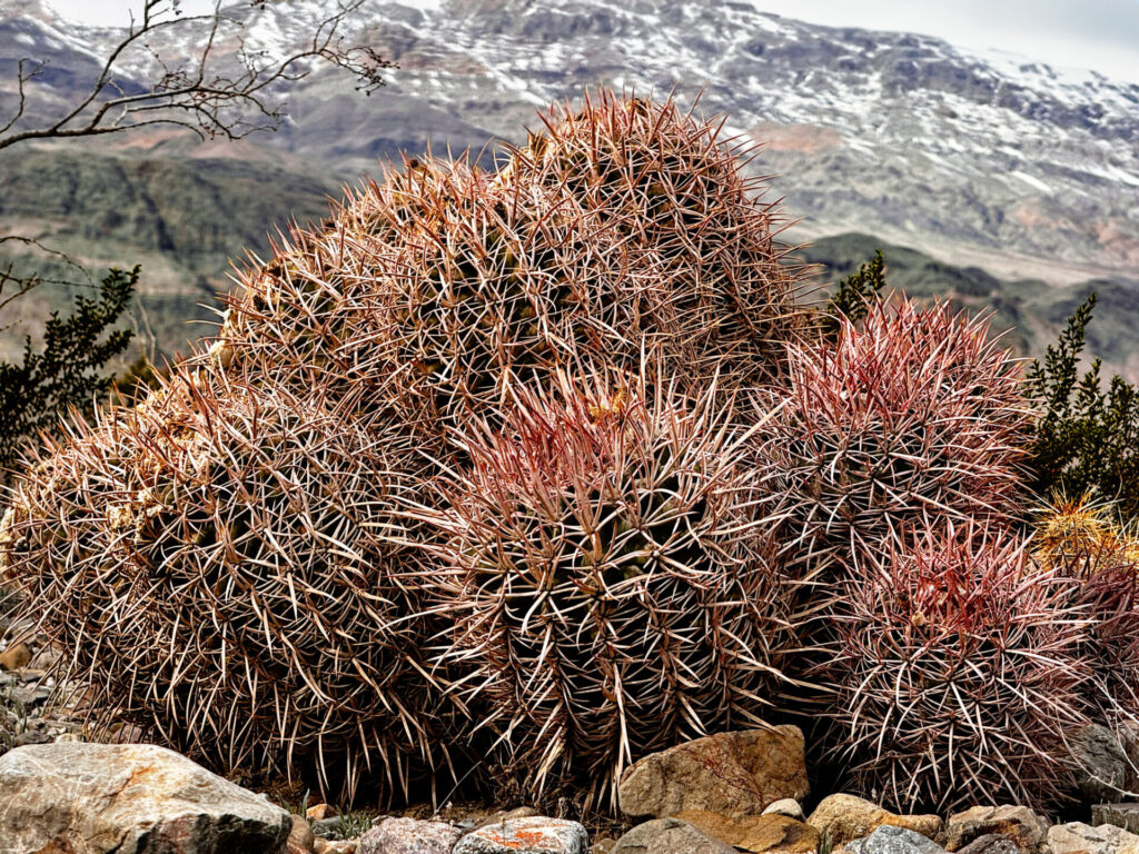 Barrel cactus with snowy backdrop