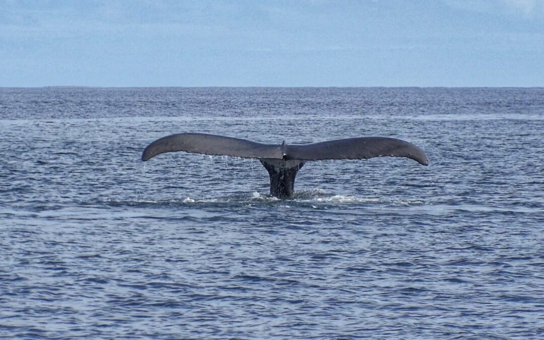 Whale Watching in Hawaii