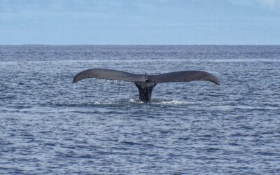 Whale Watching in Hawaii