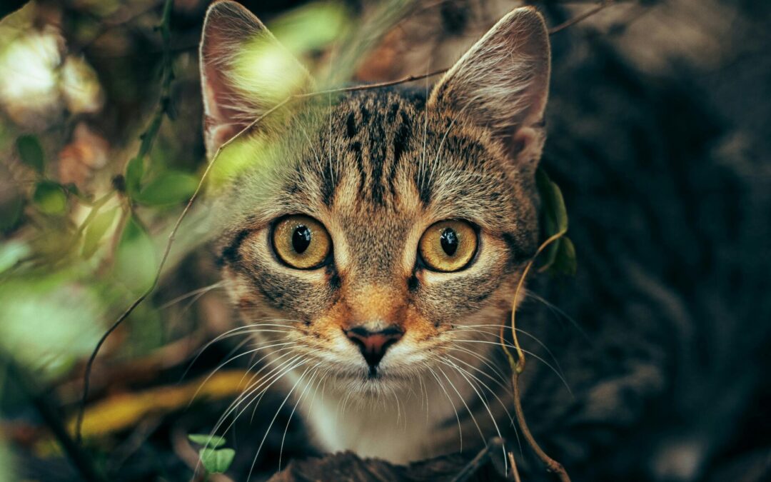 The Mystery of the Big Island’s Big Cat: Fact or Feline Fiction?