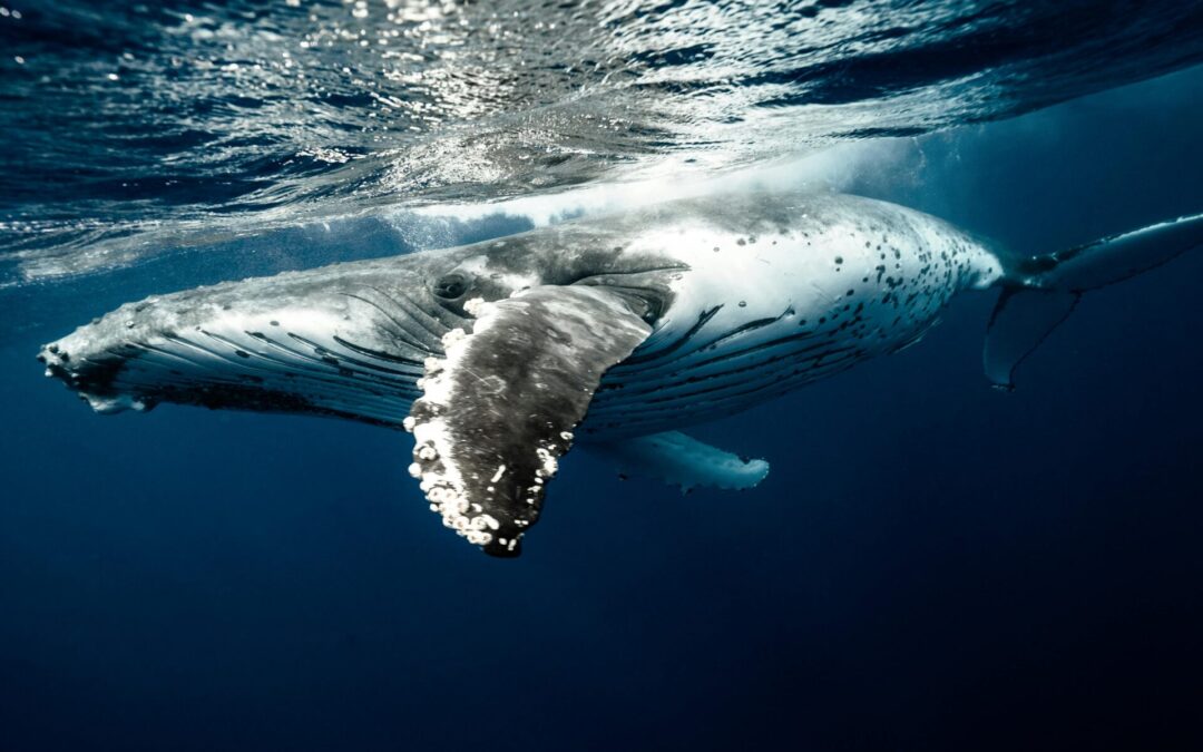 The Great Humpback Journey